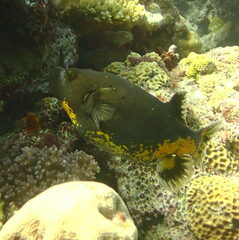 Arothron nigropunctatus