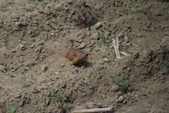 Cratogeomys merriami