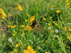Parnassius eversmanni