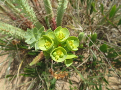 Pimelea serpyllifolia
