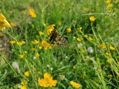 Parnassius eversmanni