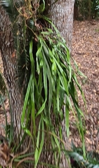 Pyrrosia longifolia