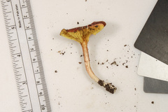 Phylloporus leucomycelinus