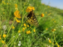 Parnassius eversmanni