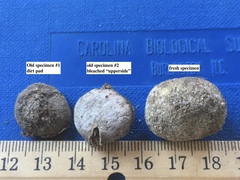 Disciseda subterranea