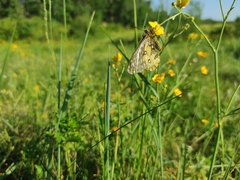 Parnassius eversmanni