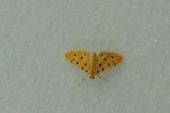 Xanthomelaena schematias