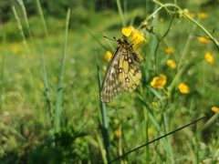 Parnassius eversmanni