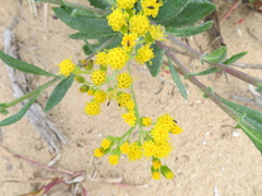Senecio odoratus
