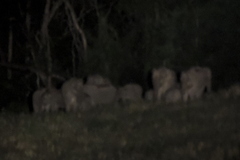 Elephas maximus indicus