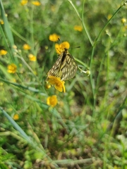 Parnassius eversmanni