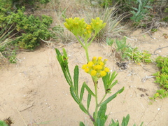 Senecio odoratus