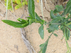 Senecio odoratus