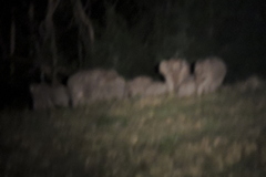 Elephas maximus indicus