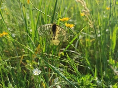 Parnassius eversmanni