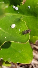 Anthomyia punctipennis