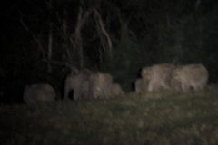 Elephas maximus indicus