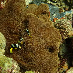 Stichodactyla mertensii