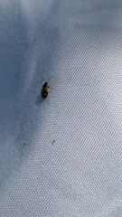 Ausejanus albisignatus