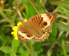 Junonia zonalis