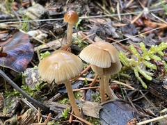 Psathyrella microrhiza