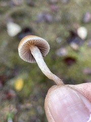 Psathyrella microrhiza