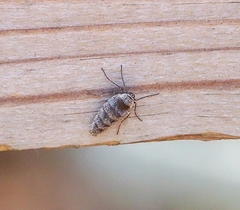Alsophila pometaria