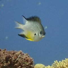 Amblyglyphidodon leucogaster