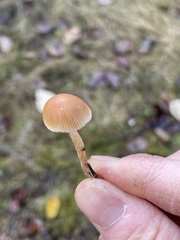 Psathyrella microrhiza