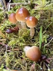 Psathyrella microrhiza