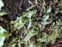 Pallavicinia lyellii