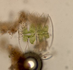 Micrasterias laticeps