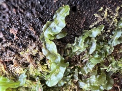 Pallavicinia lyellii