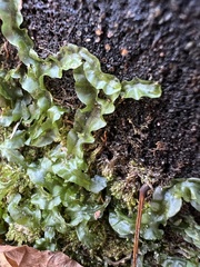 Pallavicinia lyellii