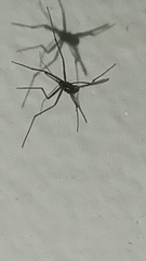 Aedes