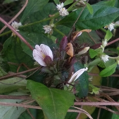 Blepharis maderaspatensis