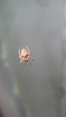 Eriophora edax