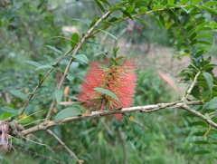 Melaleuca hypericifolia