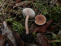 Lactarius oculatus