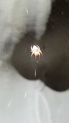 Eriophora edax