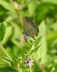 Hemiargus ceraunus