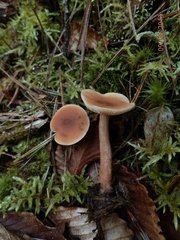 Lactarius oculatus