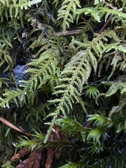 Claopodium bolanderi
