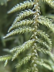 Claopodium bolanderi