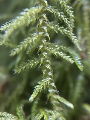 Claopodium bolanderi