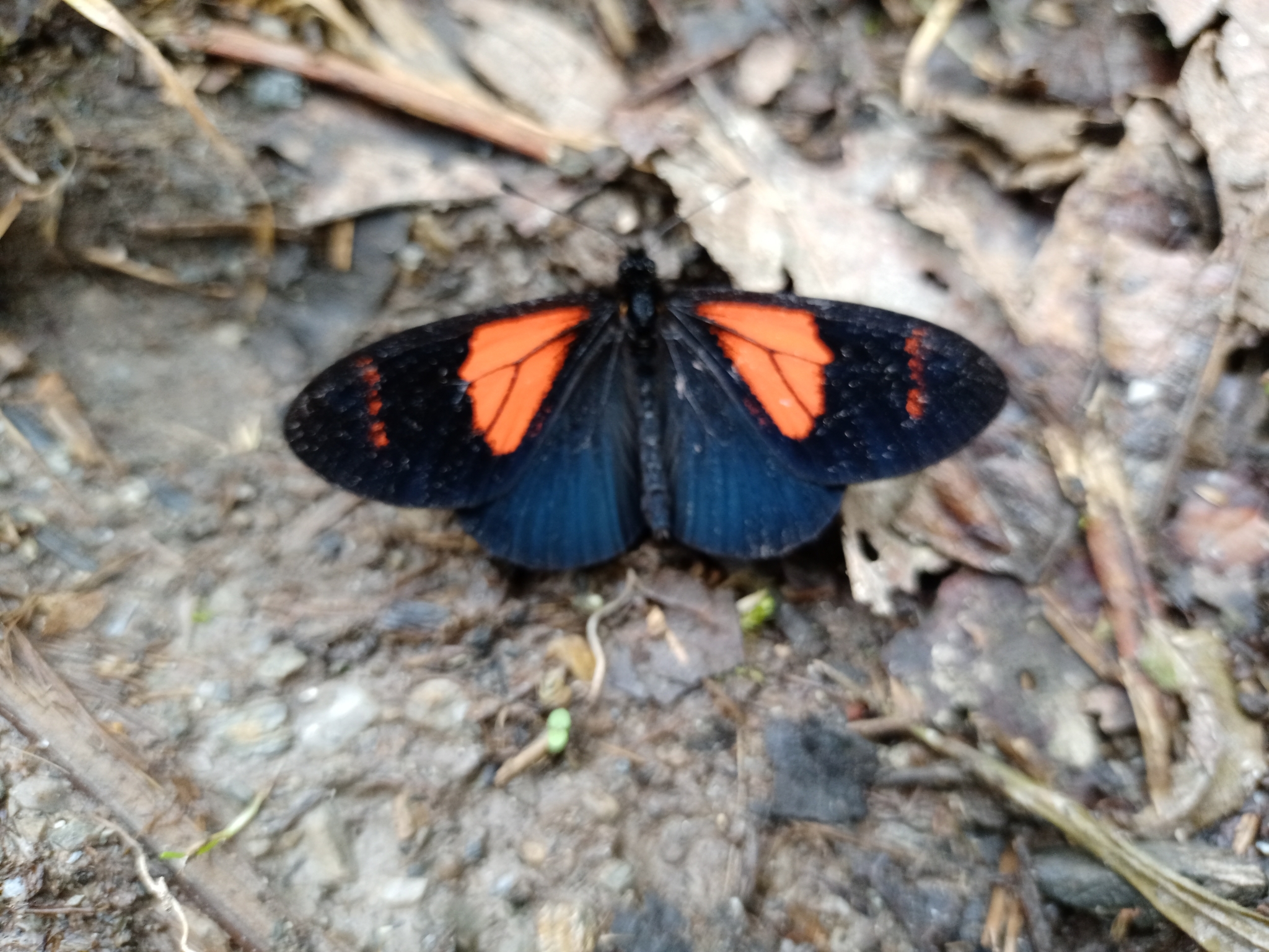 Acraea tenebrarum image