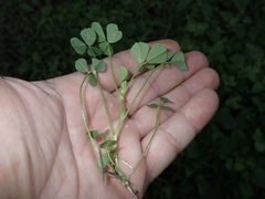 Medicago