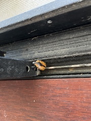 Chondropyga dorsalis