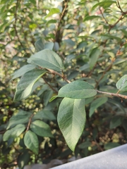 Ficus pumila
