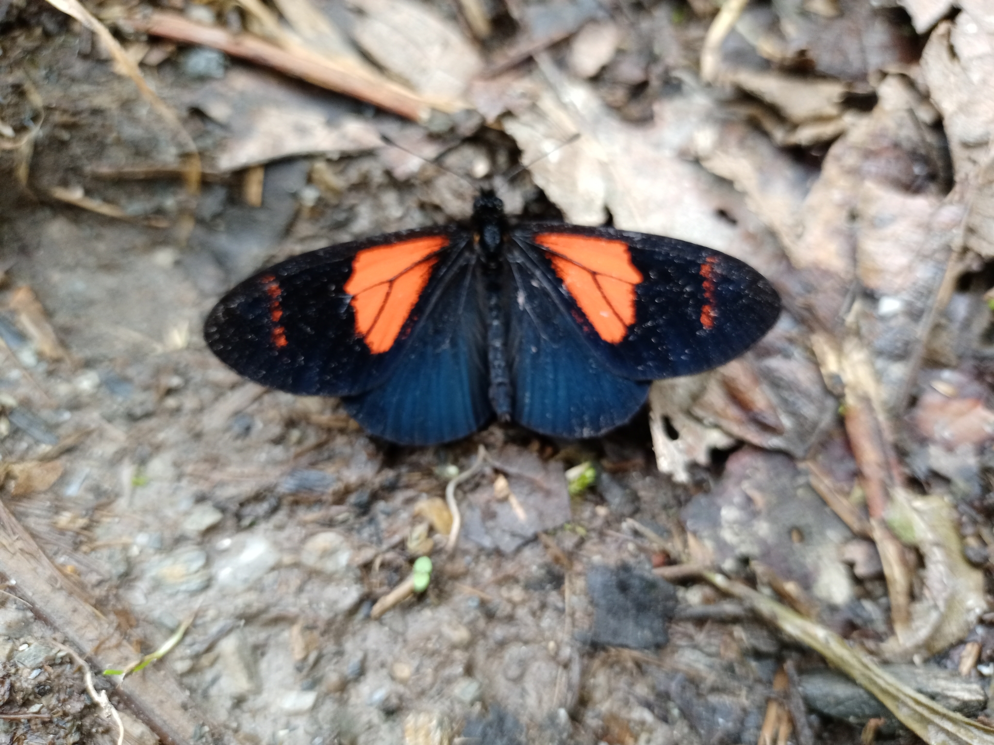 Acraea image